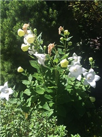 4fbfab7a-20160804 balončići.jpg